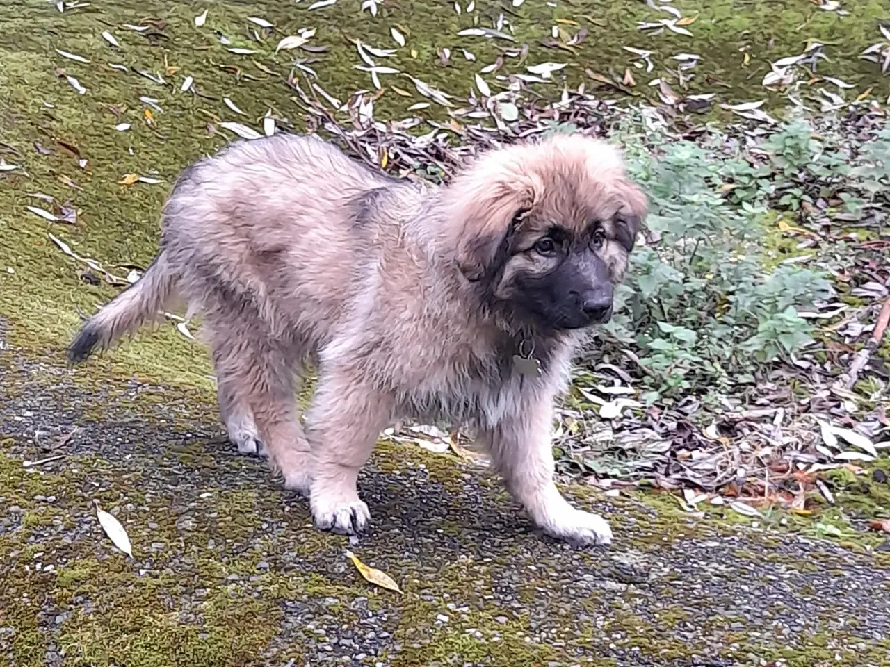 Billede 2 - Hundehvalp Blandet af Schæferhund/Pyrenæisk hyrdeh