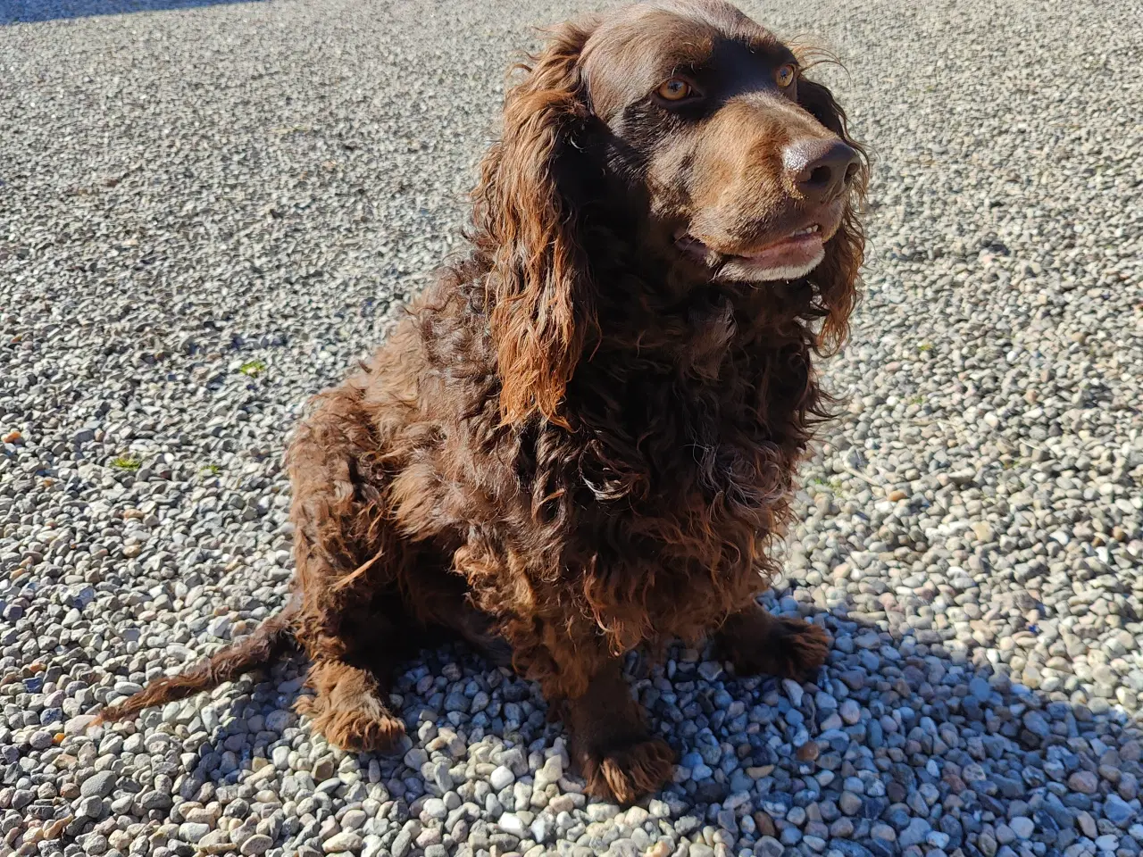 Billede 10 - Familiehunde/Jagthunde kleiner Münstländer 