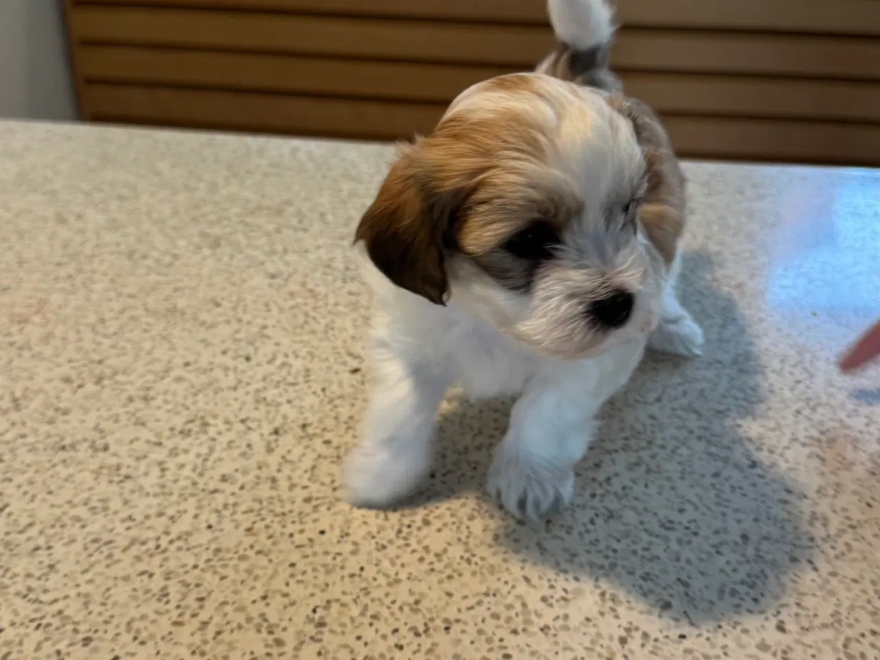 Billede 6 - 3 hanhunde 6 uger