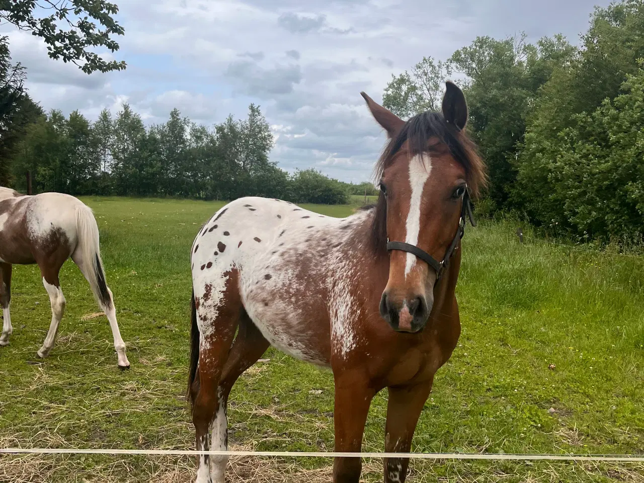 Billede 2 - Western, Hingst, Pinewood JP