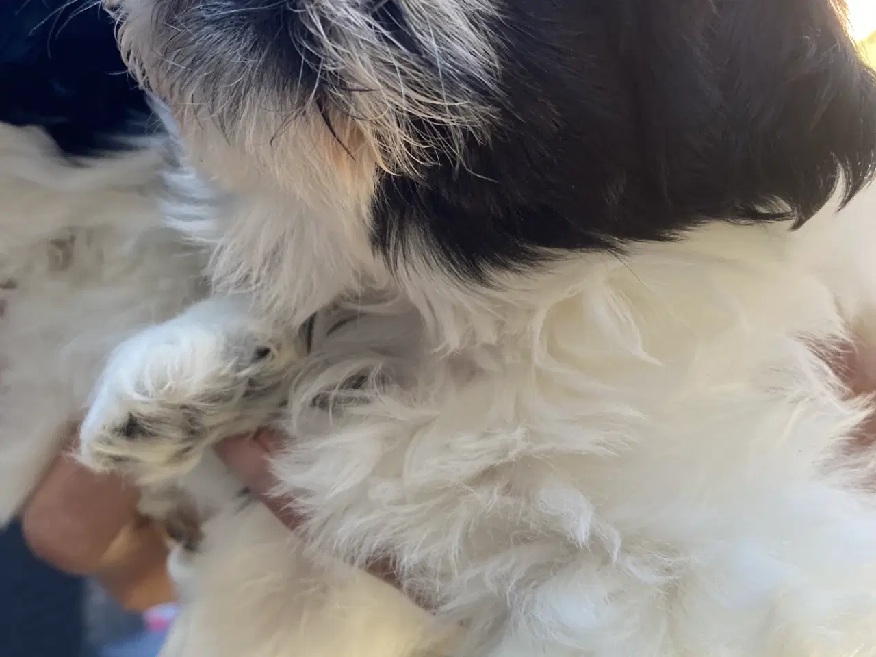 Billede 2 - Shih Tzu Hvalpe salgsklar