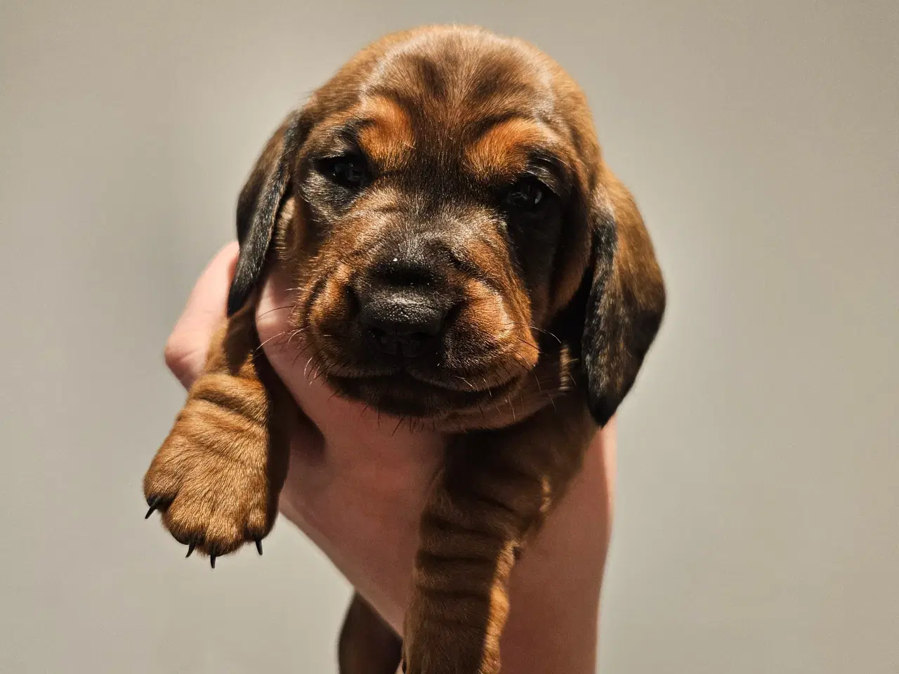 Billede 8 - Gravhundehvalpe 