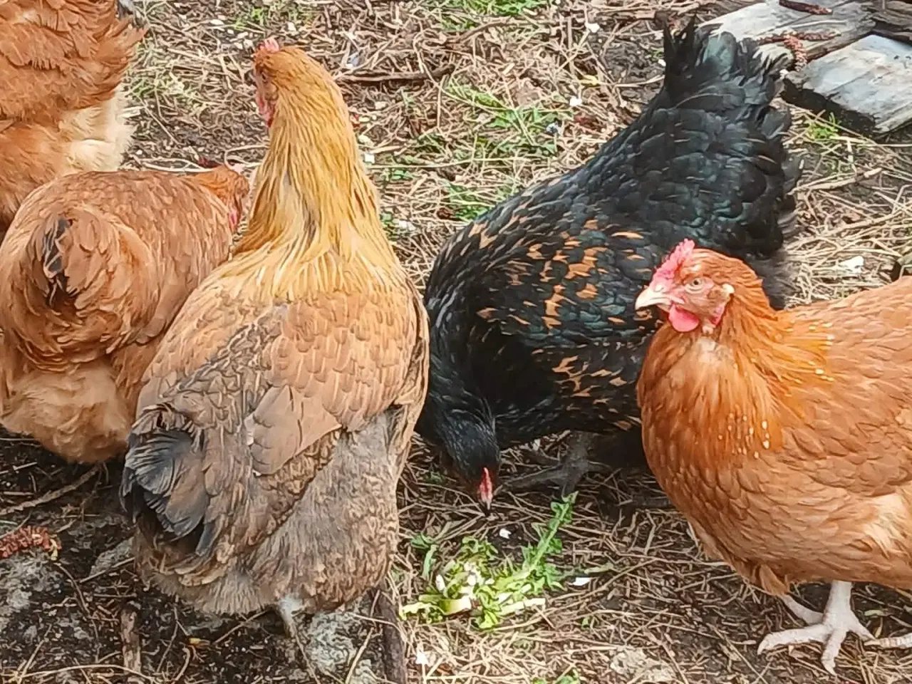 Billede 3 - Hønniker af store æglæggereø