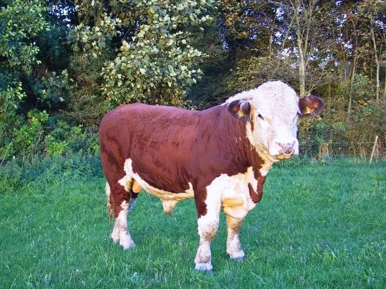 Billede 1 - Kalve-Oksekød af Hereford