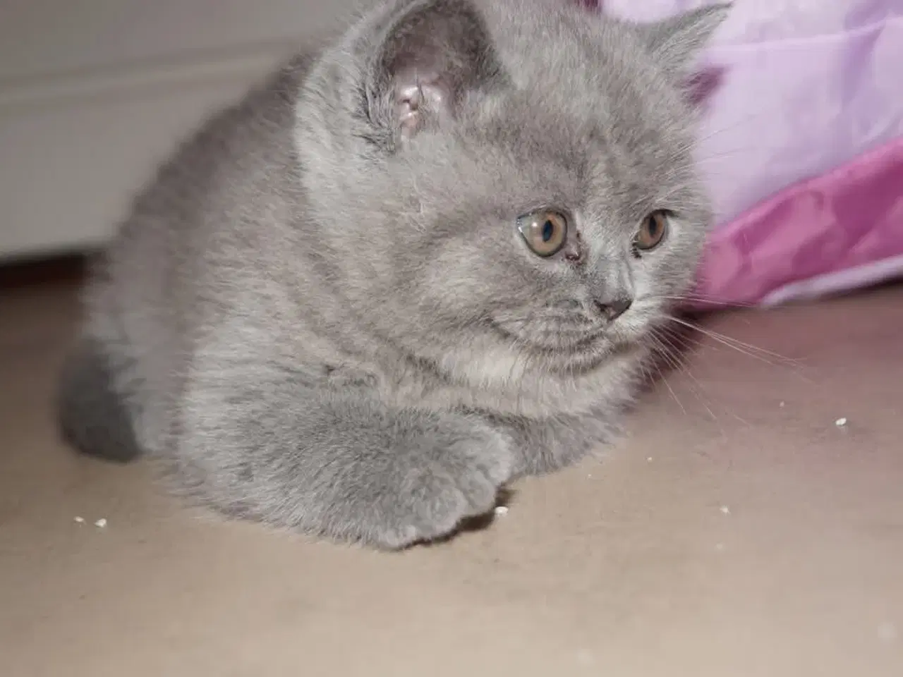 Billede 8 - British shorthair killinger med stamtavle