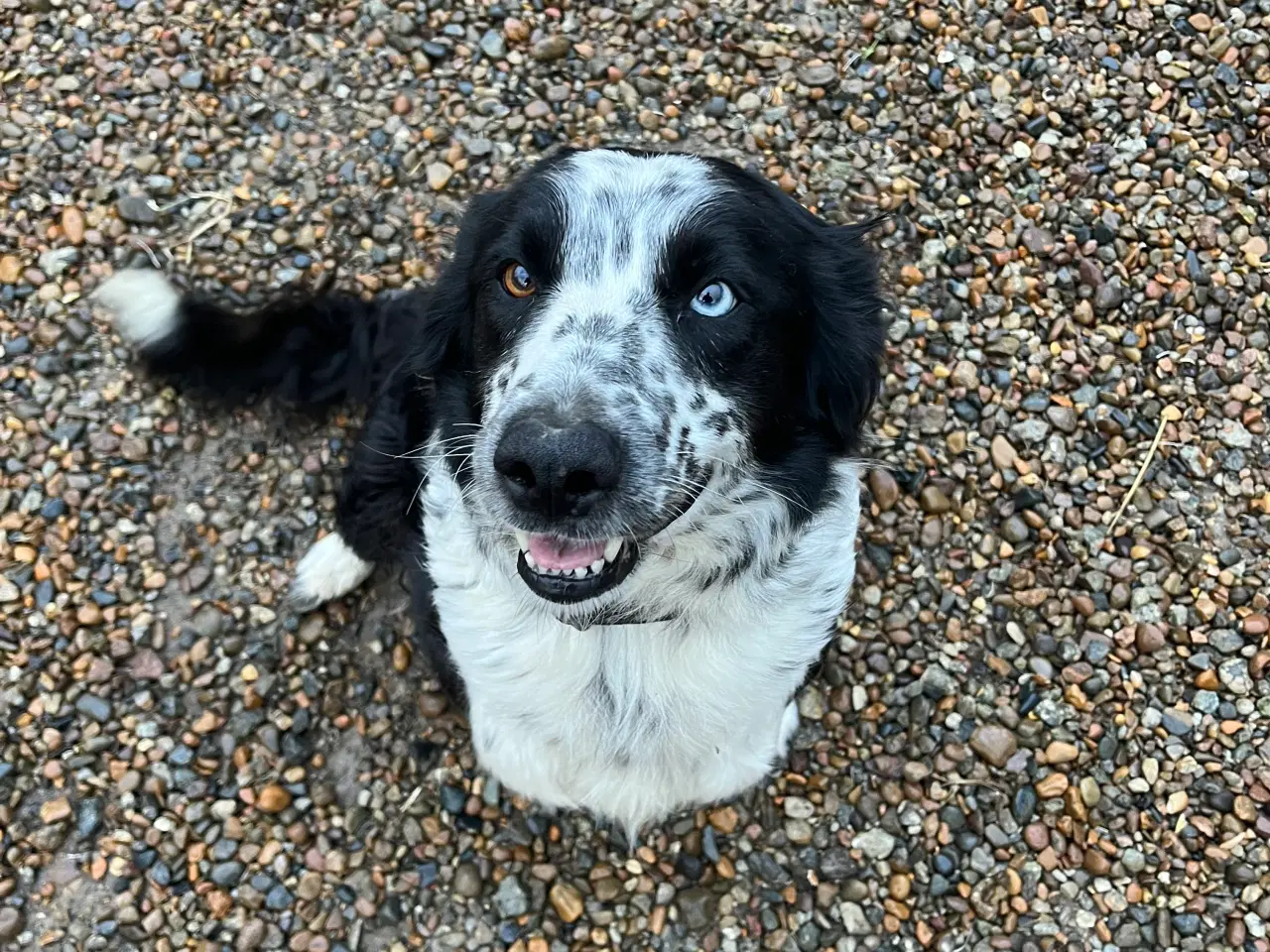 Billede 7 - Border Collie hvalp