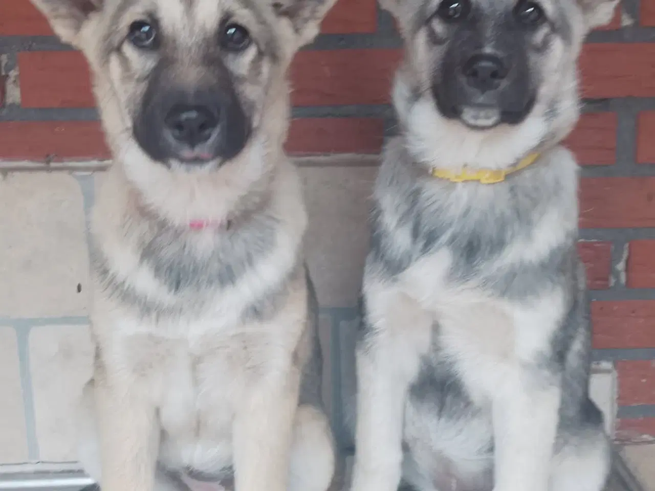 Billede 6 - Husky blandinger 