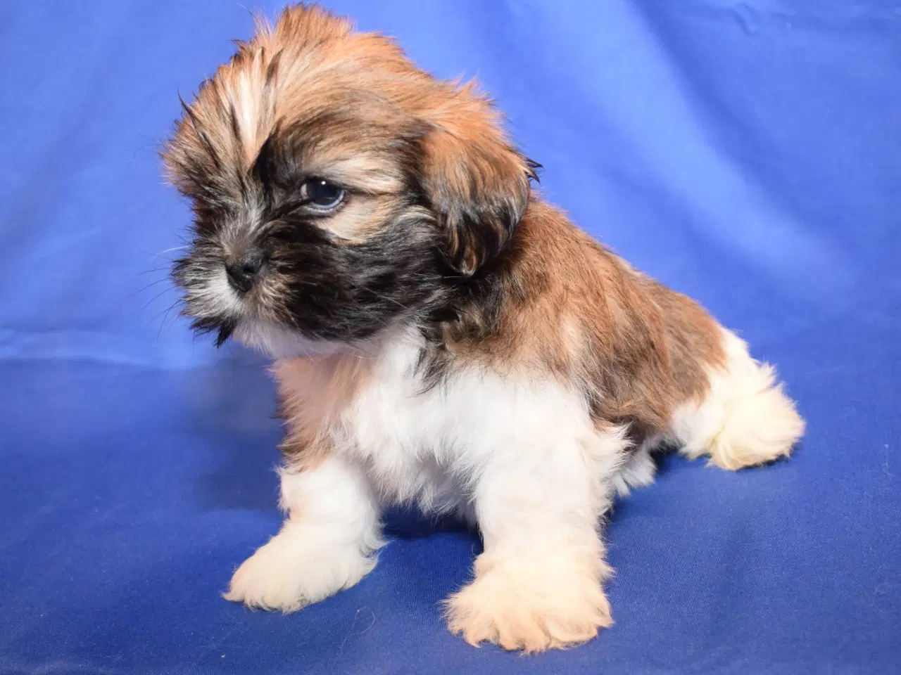 Billede 4 - Lhasa Apso  hvalpe