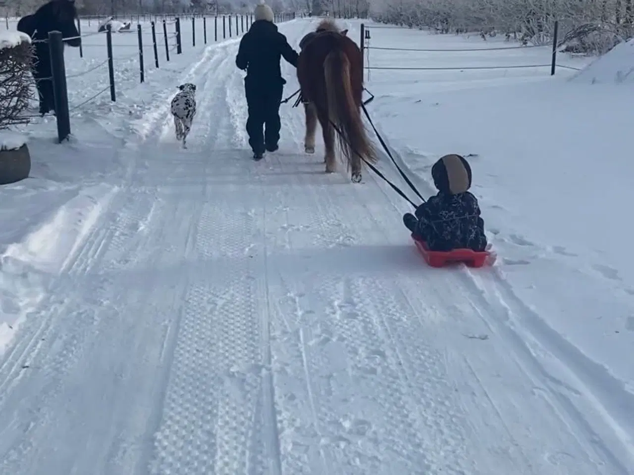 Billede 3 - Super dejlig islænder hoppe 