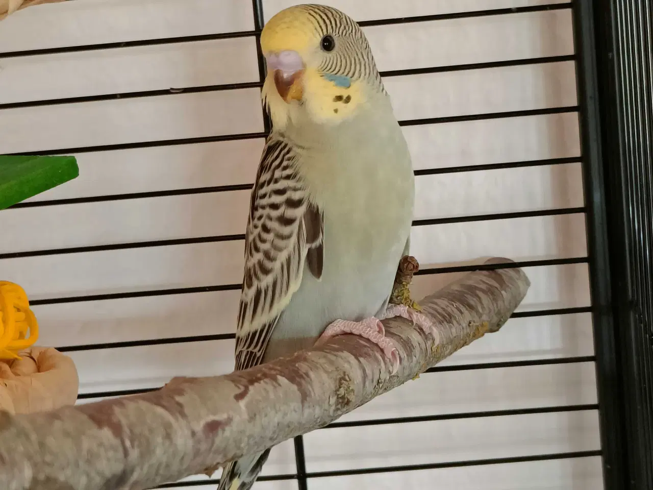 Billede 1 - To undulatunger sælges