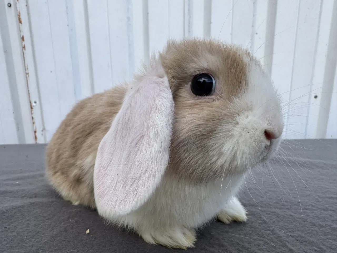 Billede 5 - Dværgvædder/Mini lop hunkanin