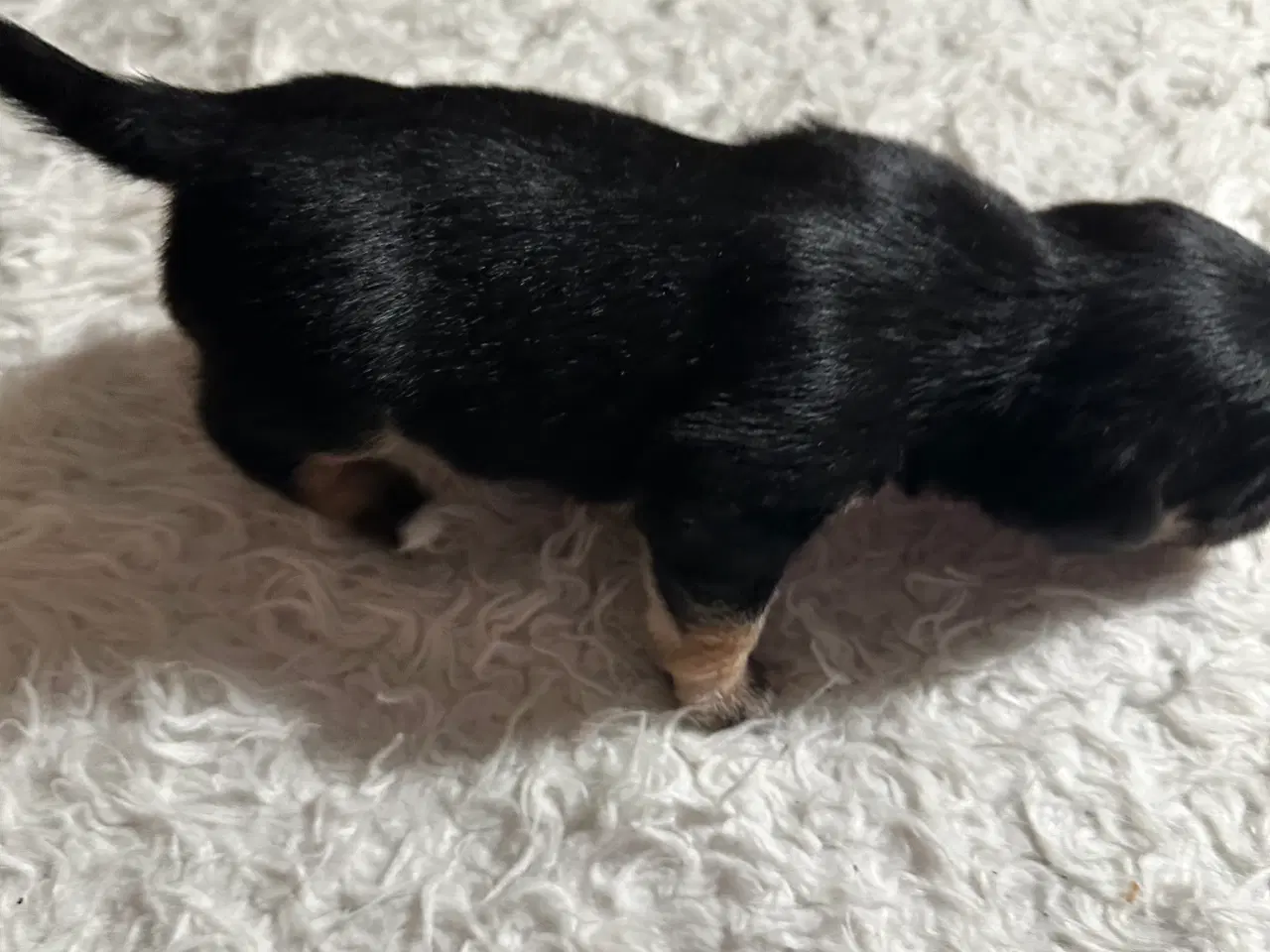 Billede 13 - Hunde valpe malteserblanding