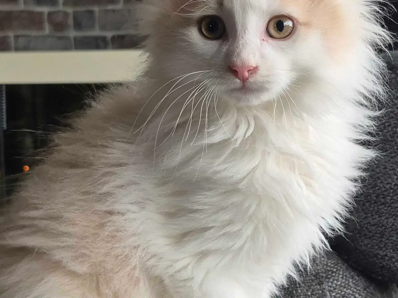 Billede 2 - Lækker tillidsfuld Maine coon dreng sælges