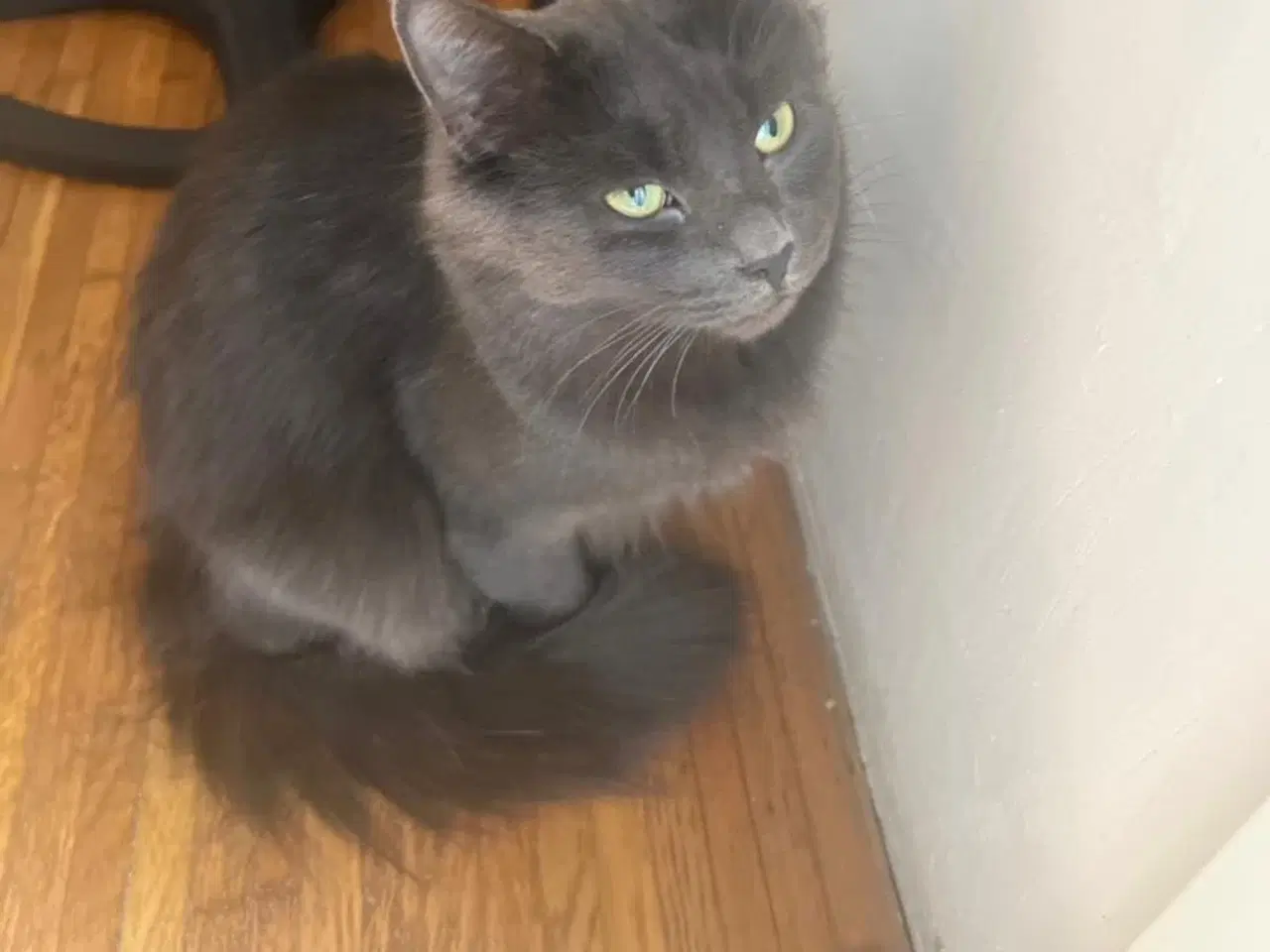 Billede 1 - Fluffy søger nyt hjem