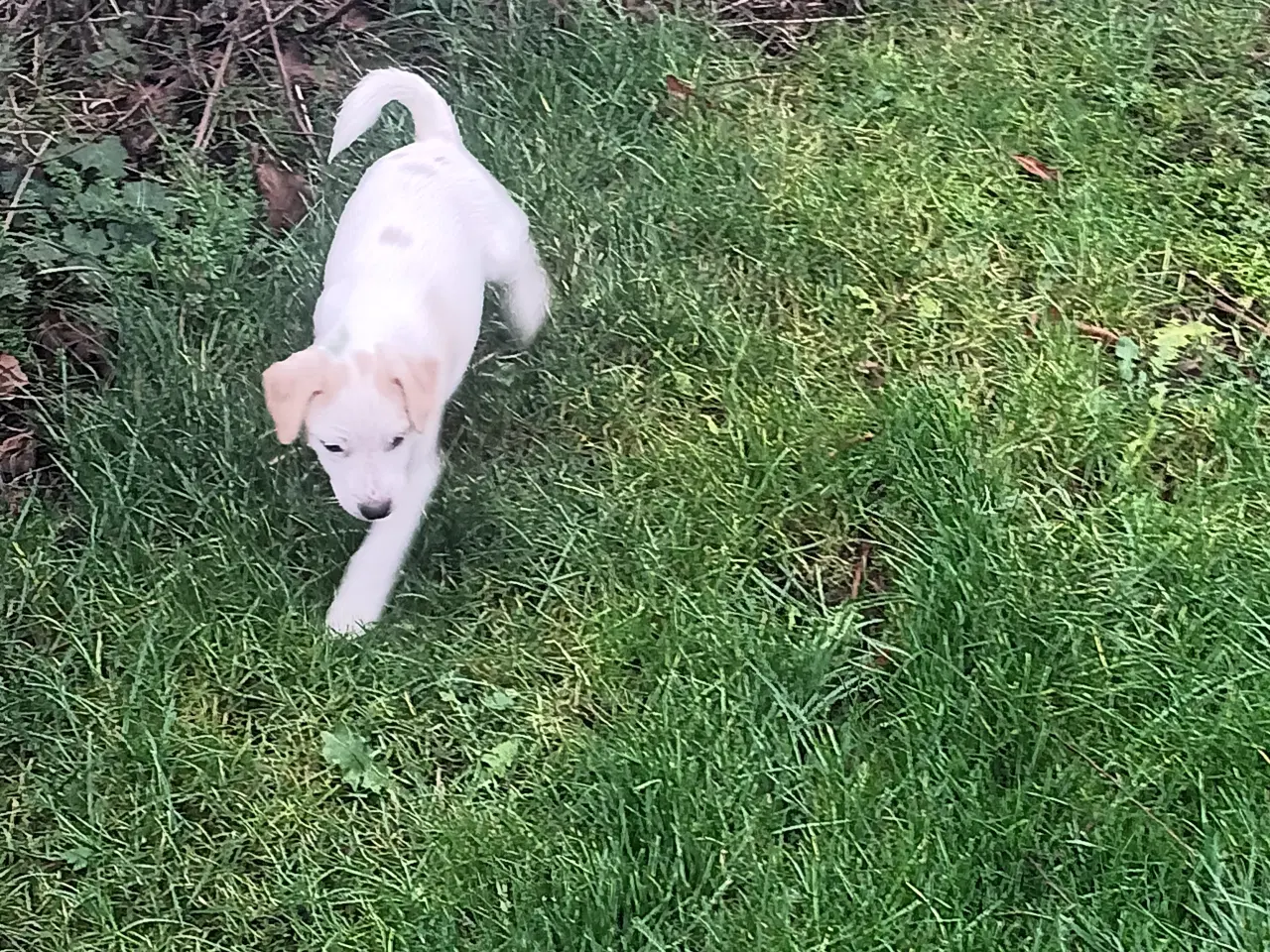 Billede 4 - Dansk svensk gårdhund hvalpe