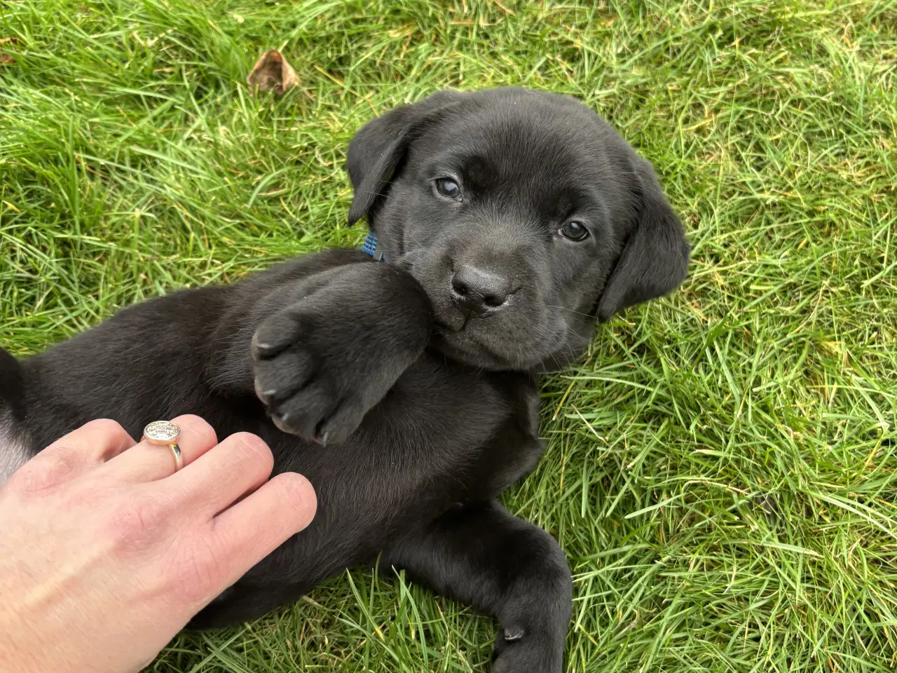 Billede 4 - Labrador hvalp