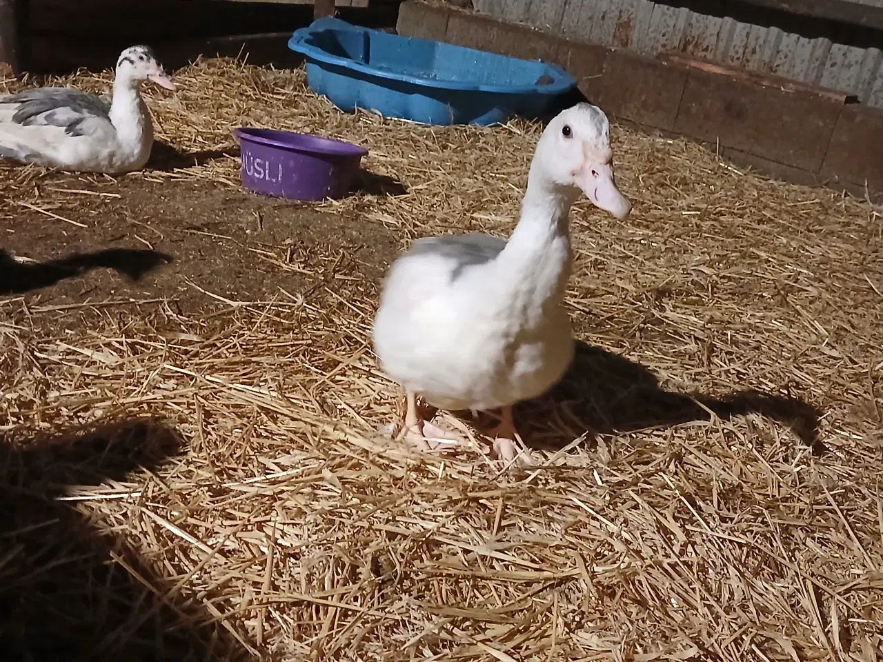 Billede 2 - Moskusænder sælges 