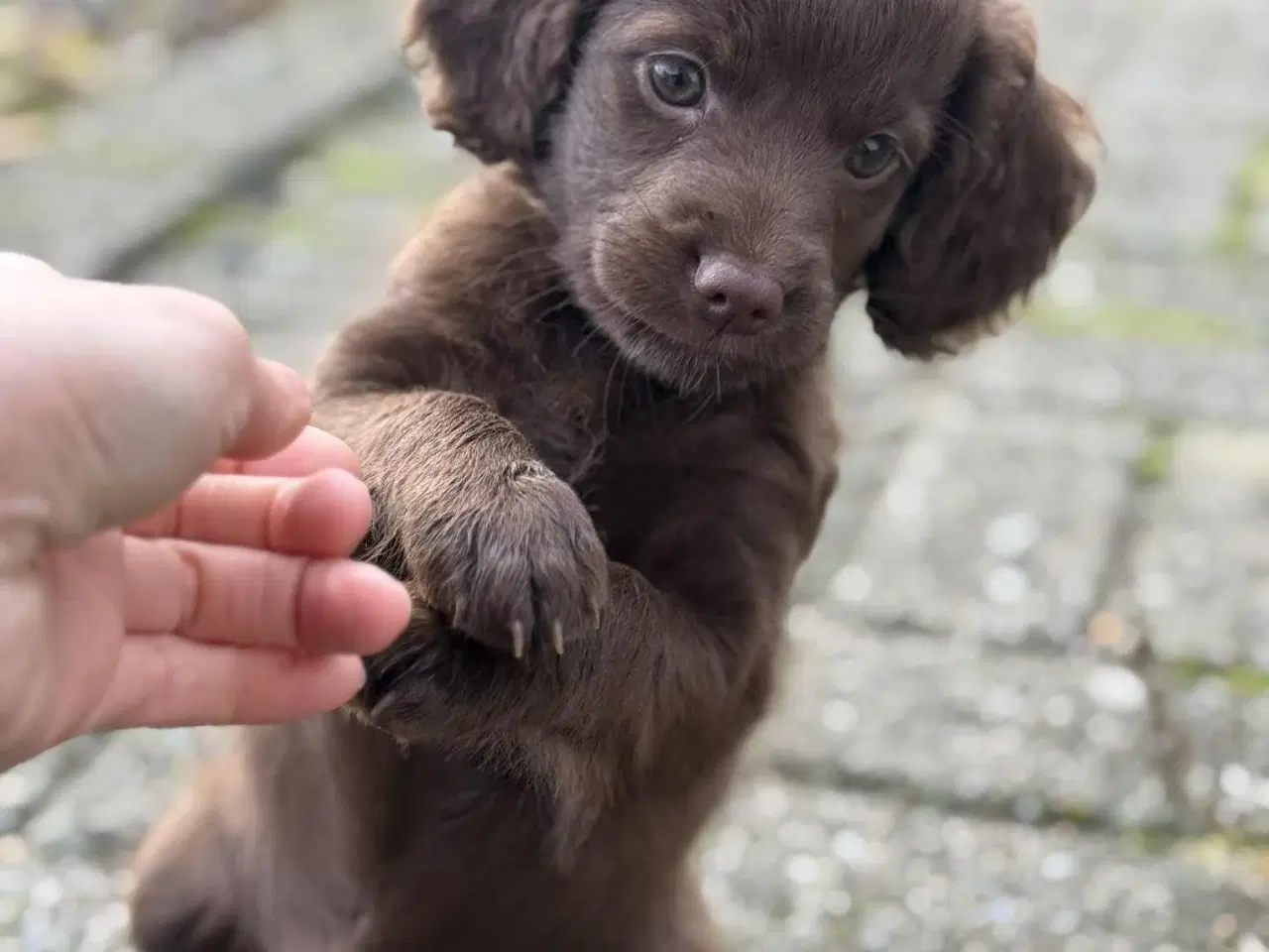 Billede 2 - Én brun Cockapoo tæve tilbage