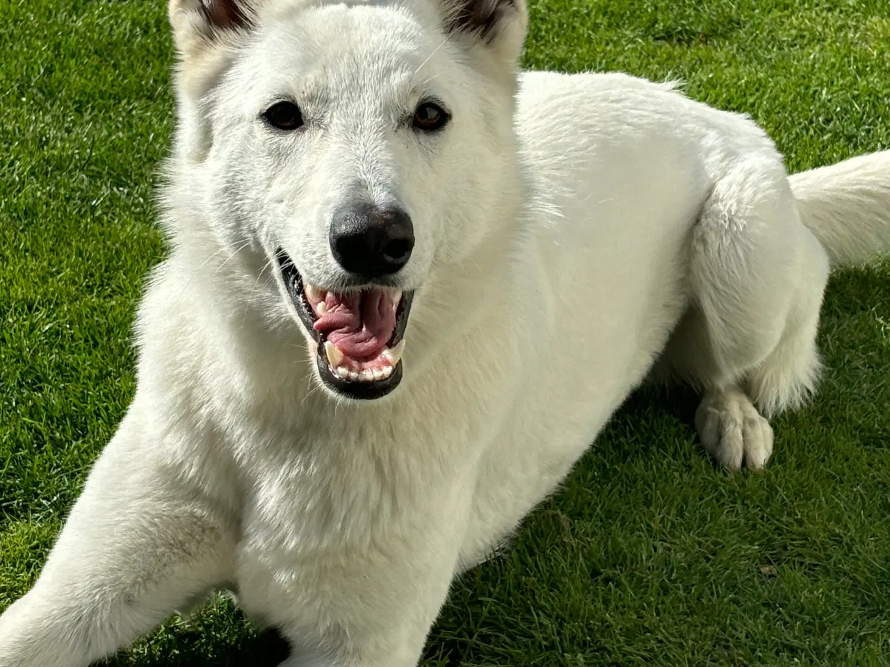 Billede 1 - Hvid schweizisk hyrdehund 2.5 år 
