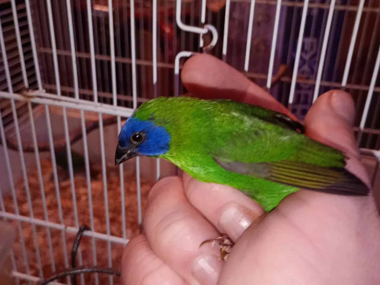 Billede 1 - Blåhovet papegøjesamariner par med unge 