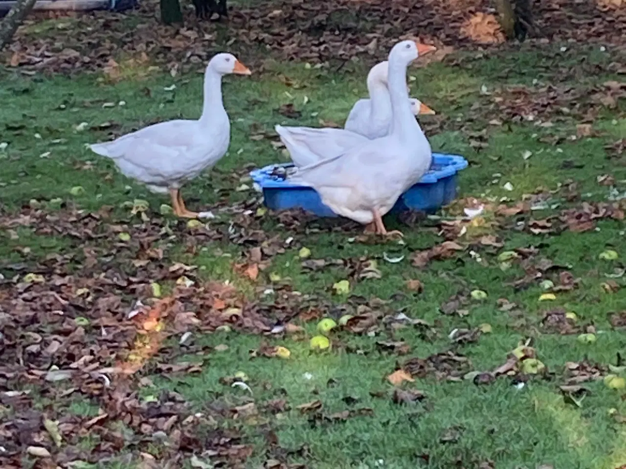 Billede 1 - Gæs