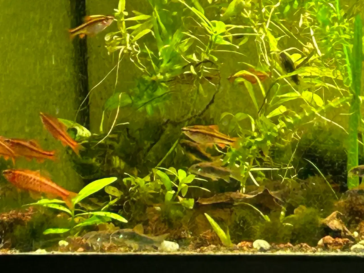 Billede 8 - 🍒🐟 Smukke Kirsebær Barber 🚨 Rolige akvariefisk