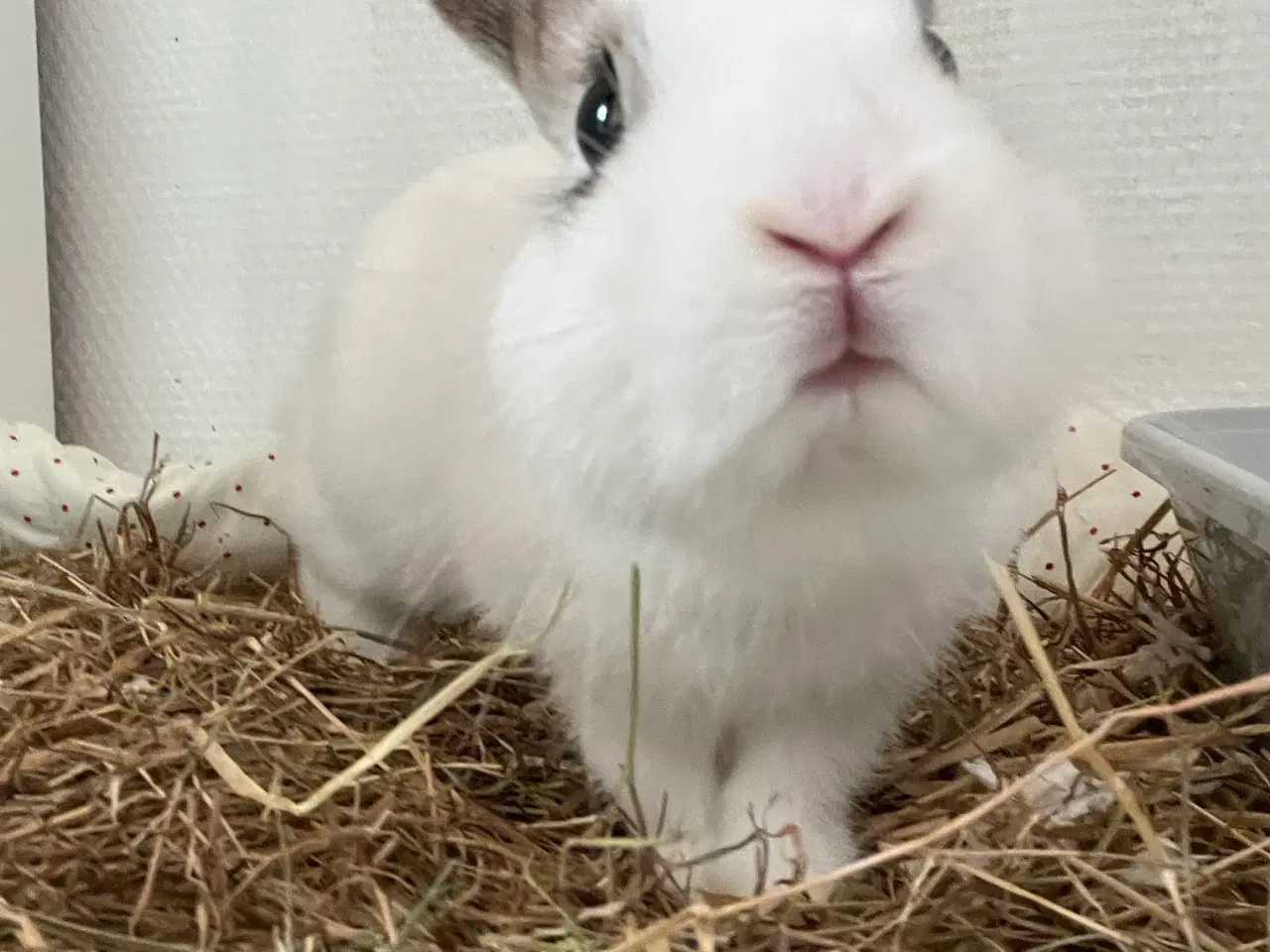 Billede 3 - Kanin