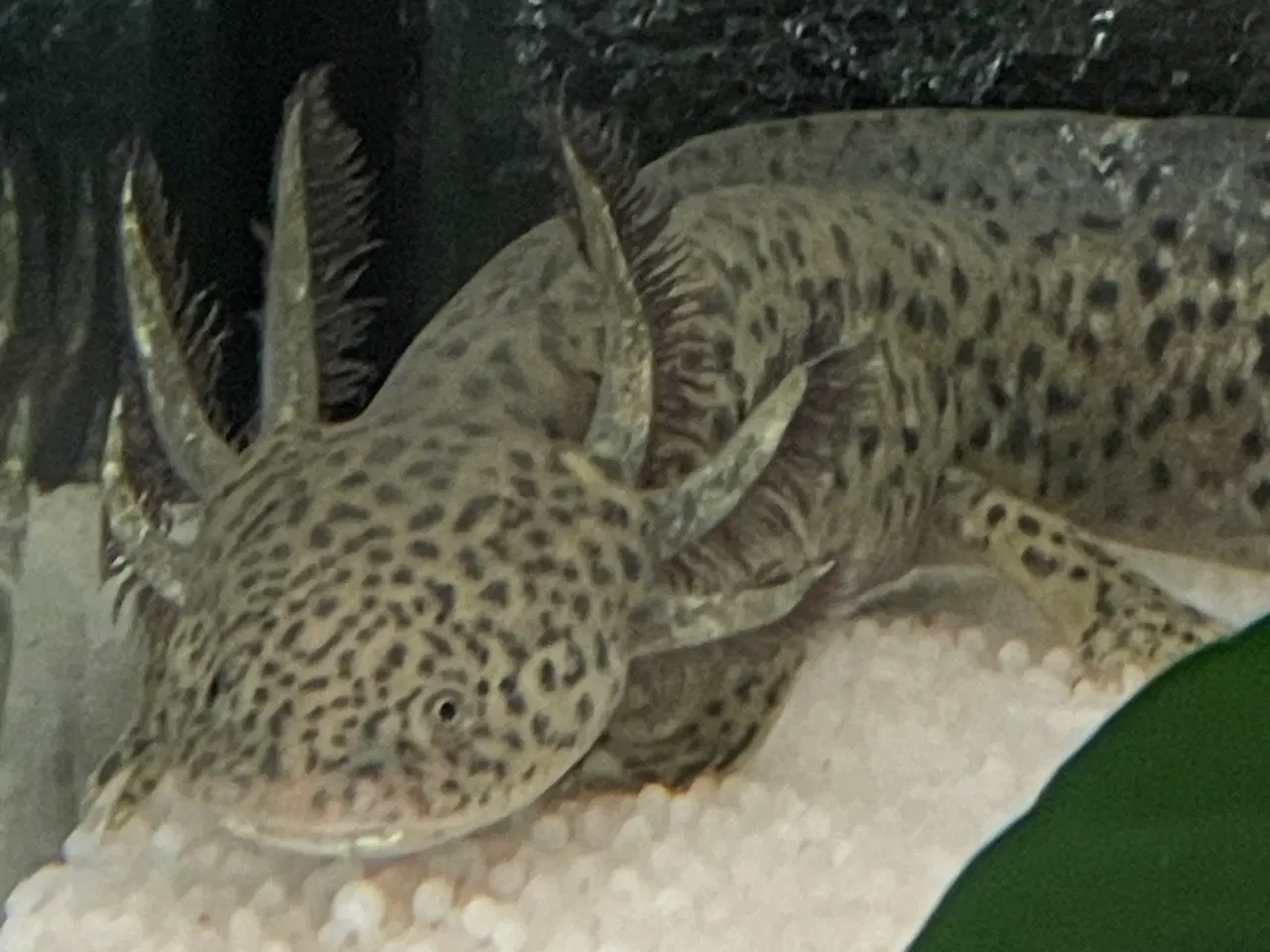 Billede 4 - Axolotl