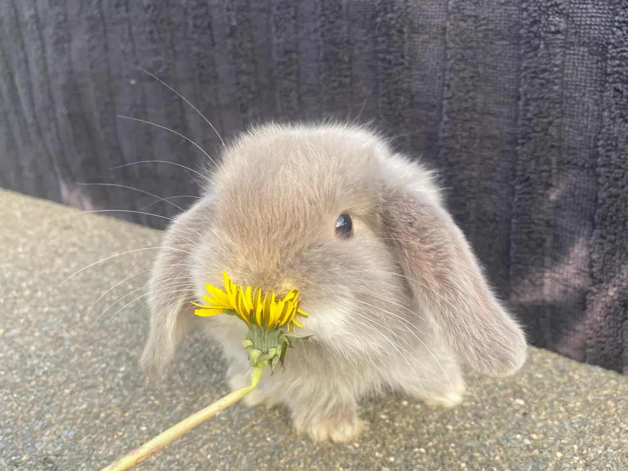 Billede 3 - Mini lop kaninunge dreng 