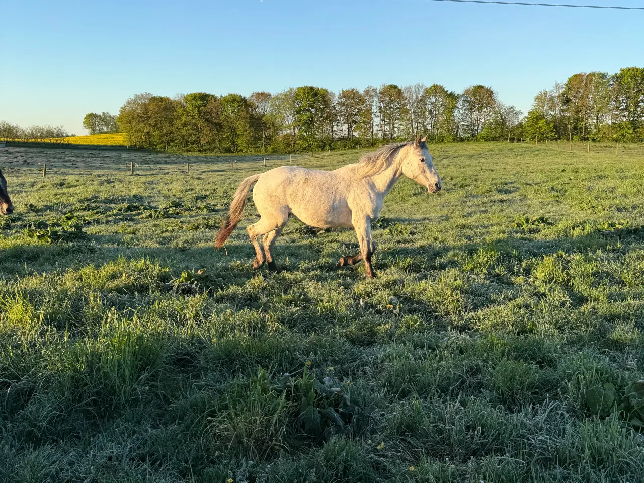 Billede 1 - Knabstrupper pony hoppe 