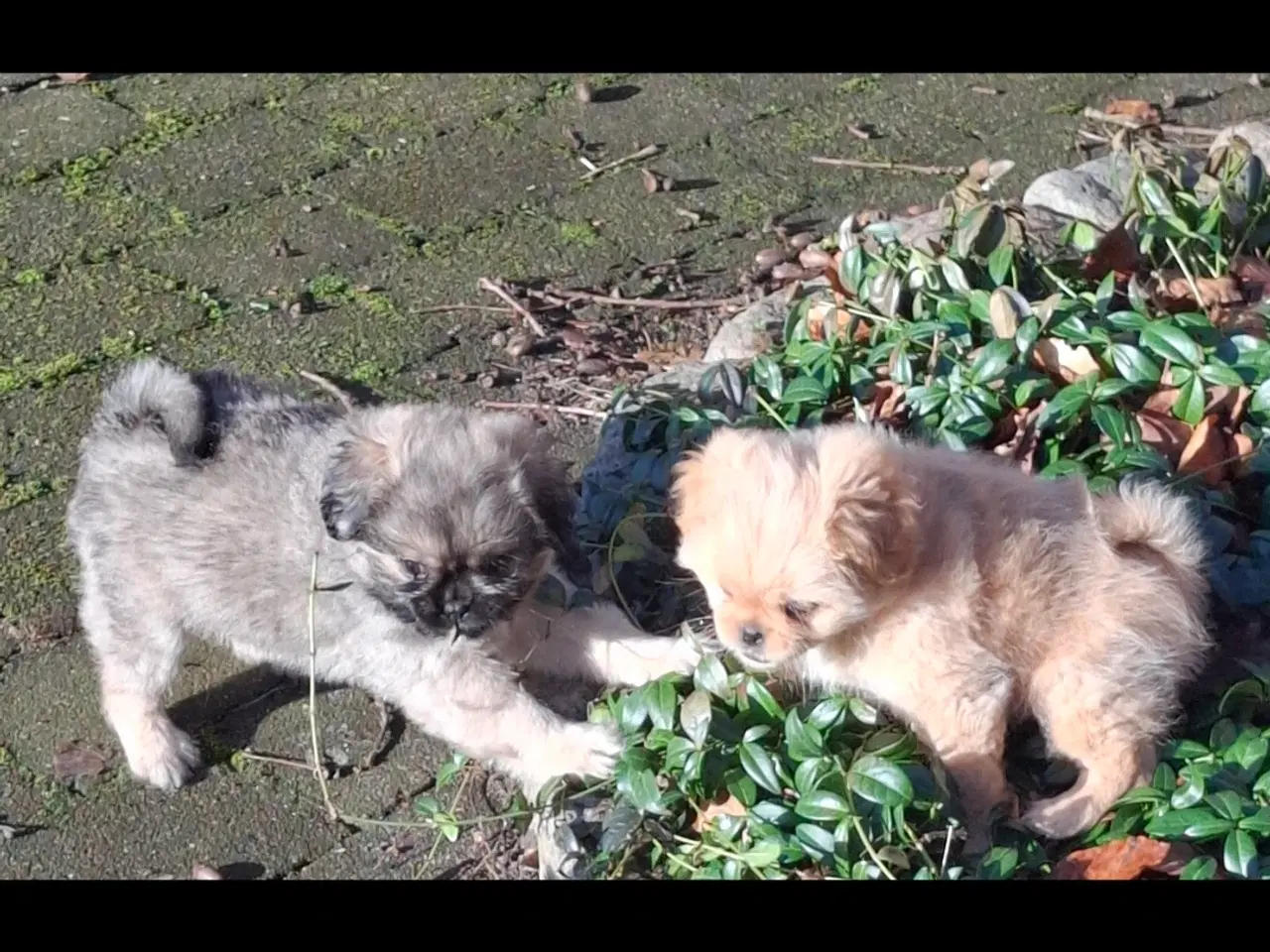 Billede 3 - Lækre uldtotter 