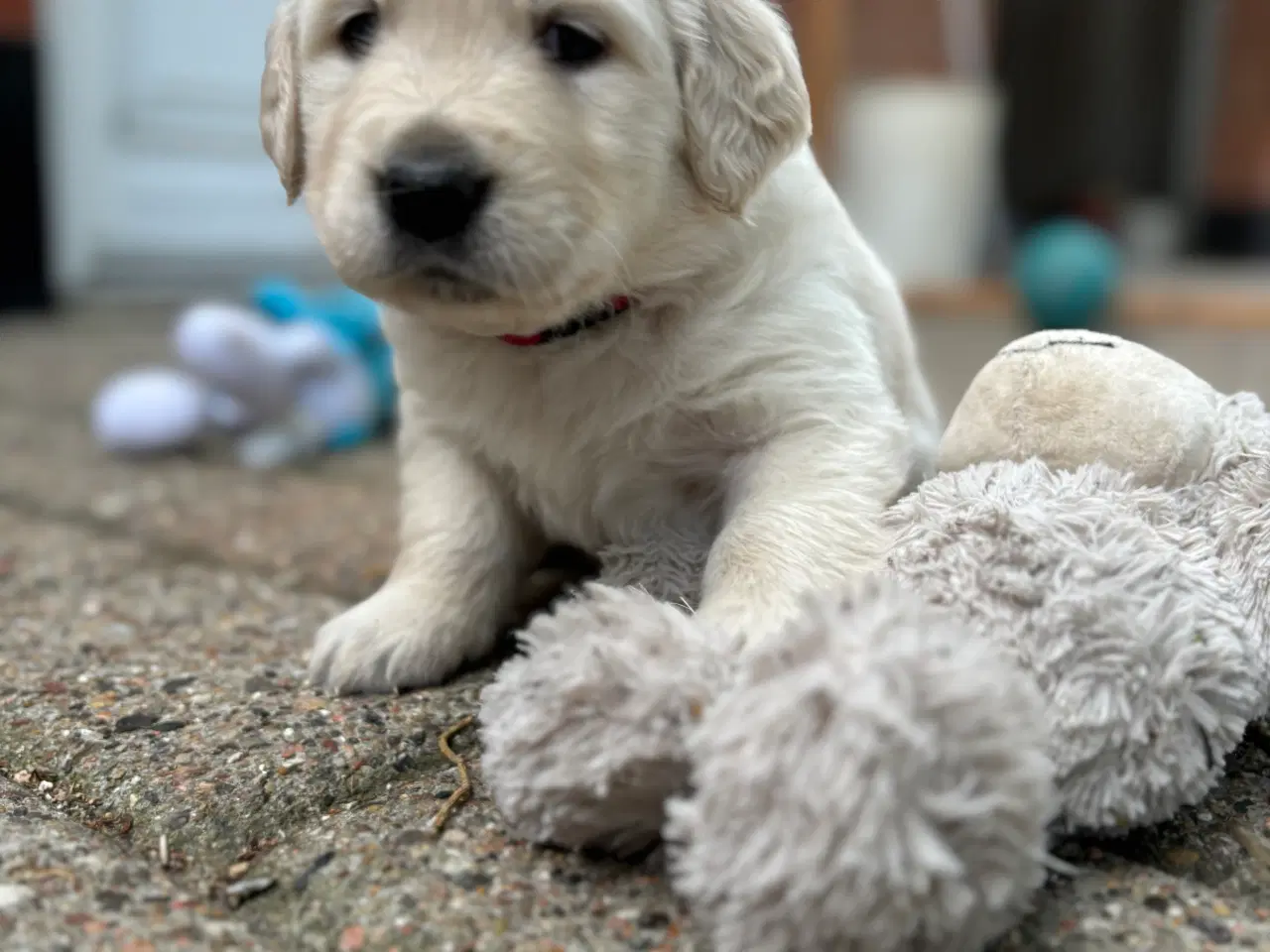 Billede 3 - Golden retriever hvalpe 