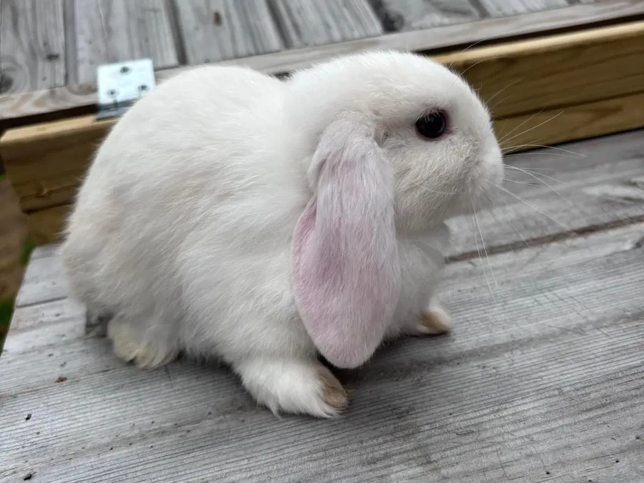 Billede 2 - Mini-lop kanin