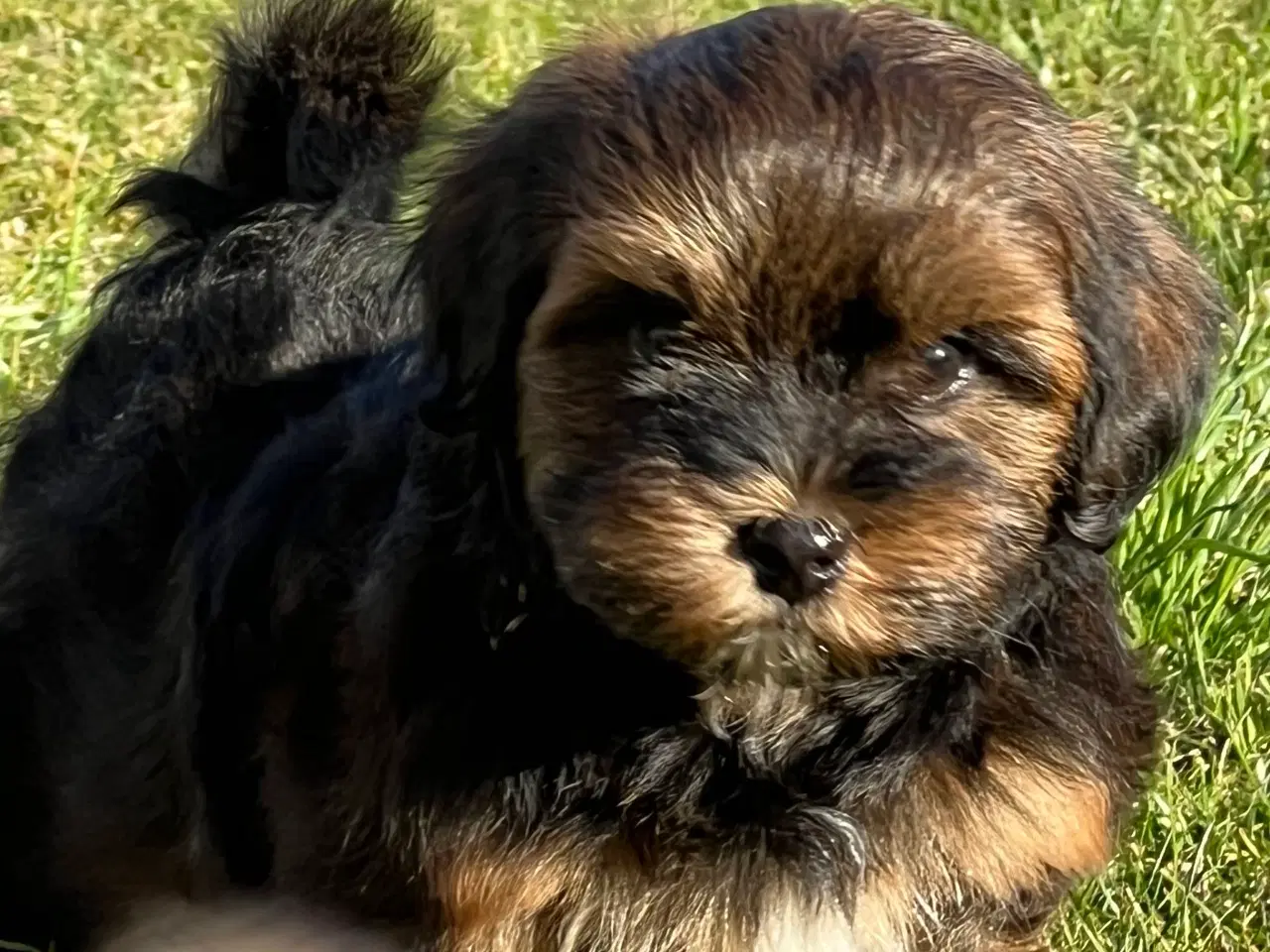 Billede 6 - Dejlige Bichon Havanais