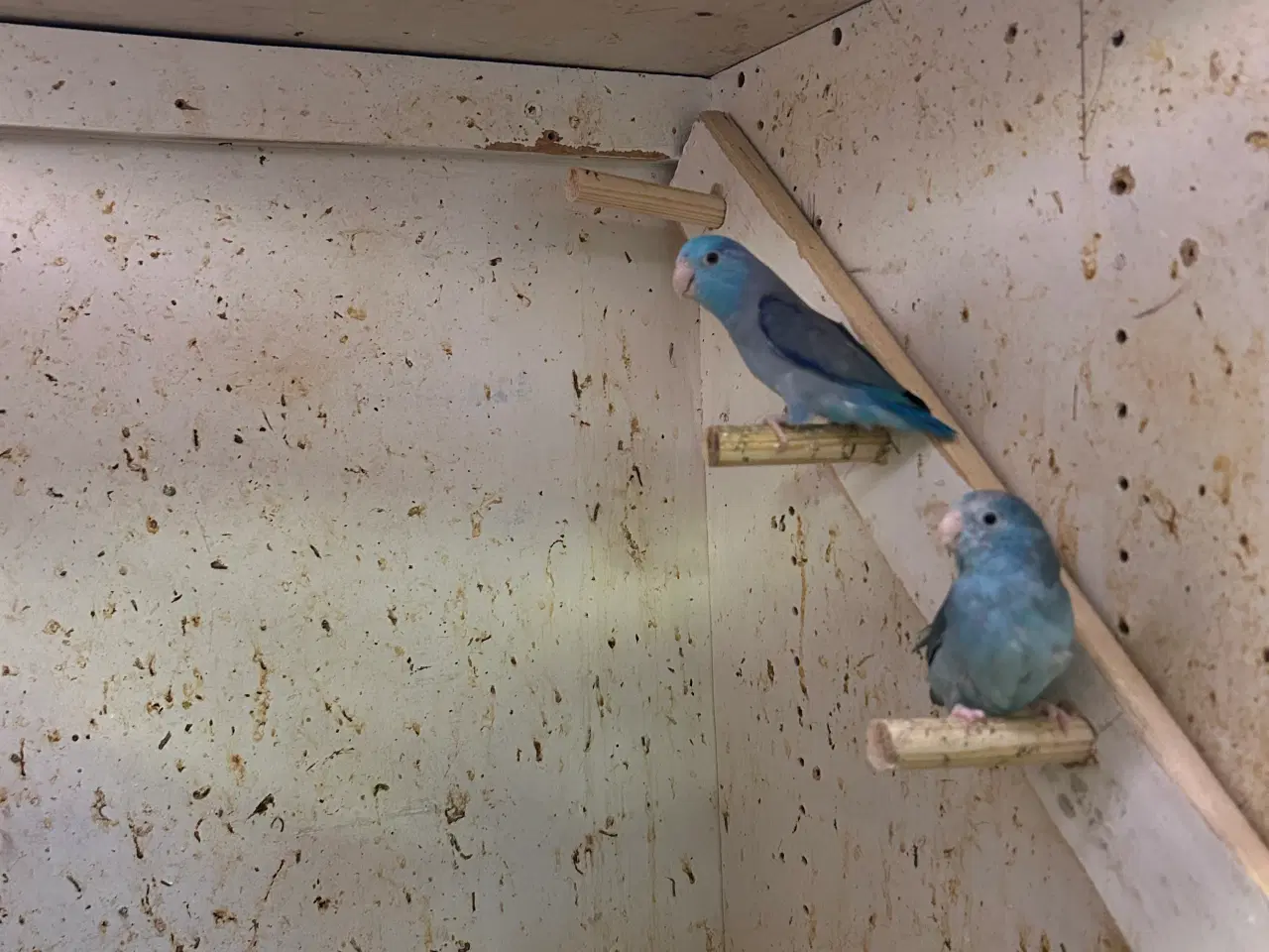 Billede 2 - Spurvepapegøje