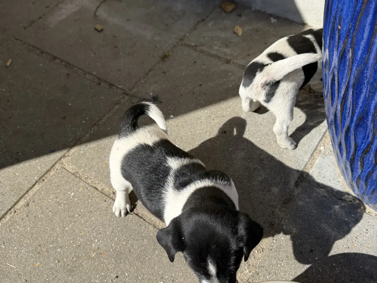 Billede 1 - Dansk svensk/jack Russel blandinger 