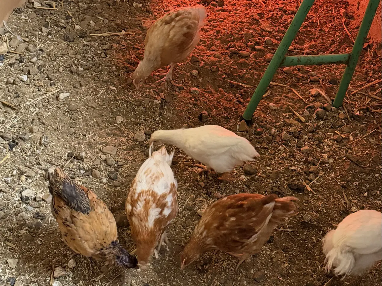 Billede 3 - Krydsnings kyllinger sælges