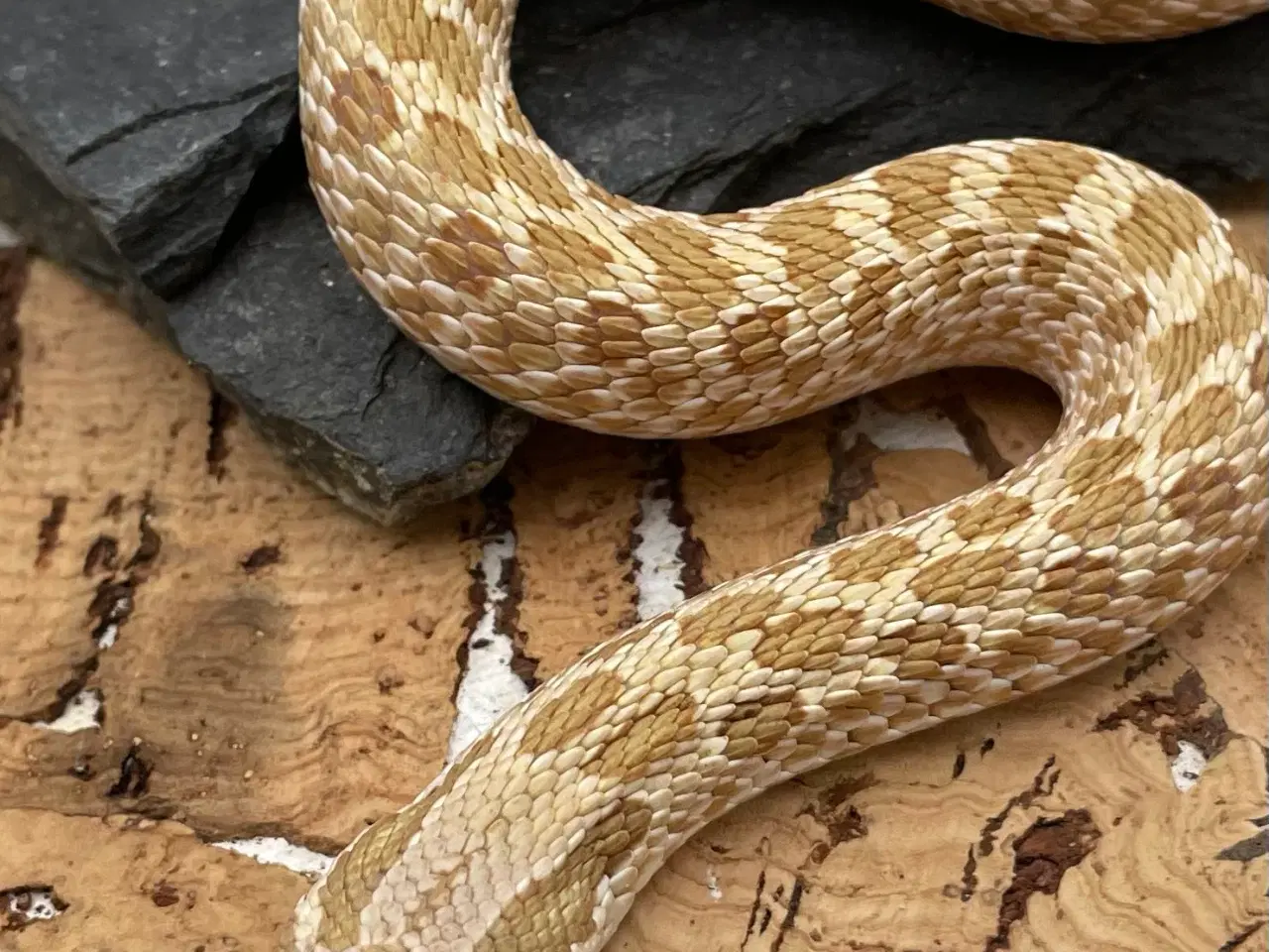 Billede 2 - Arctic Toffee trynesnog