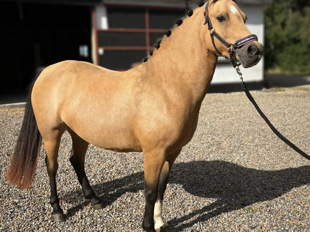 Billede 1 - Gudesmuk Welsh Cob ponyhoppe