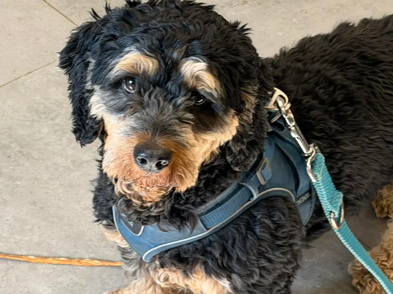 Billede 6 - 🐾 Søde Balder søger sit helt rette hjem 🐾