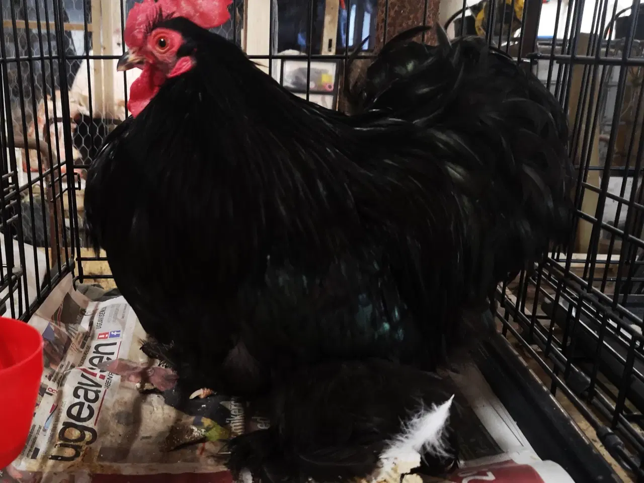 Billede 1 - Dværg kochin 