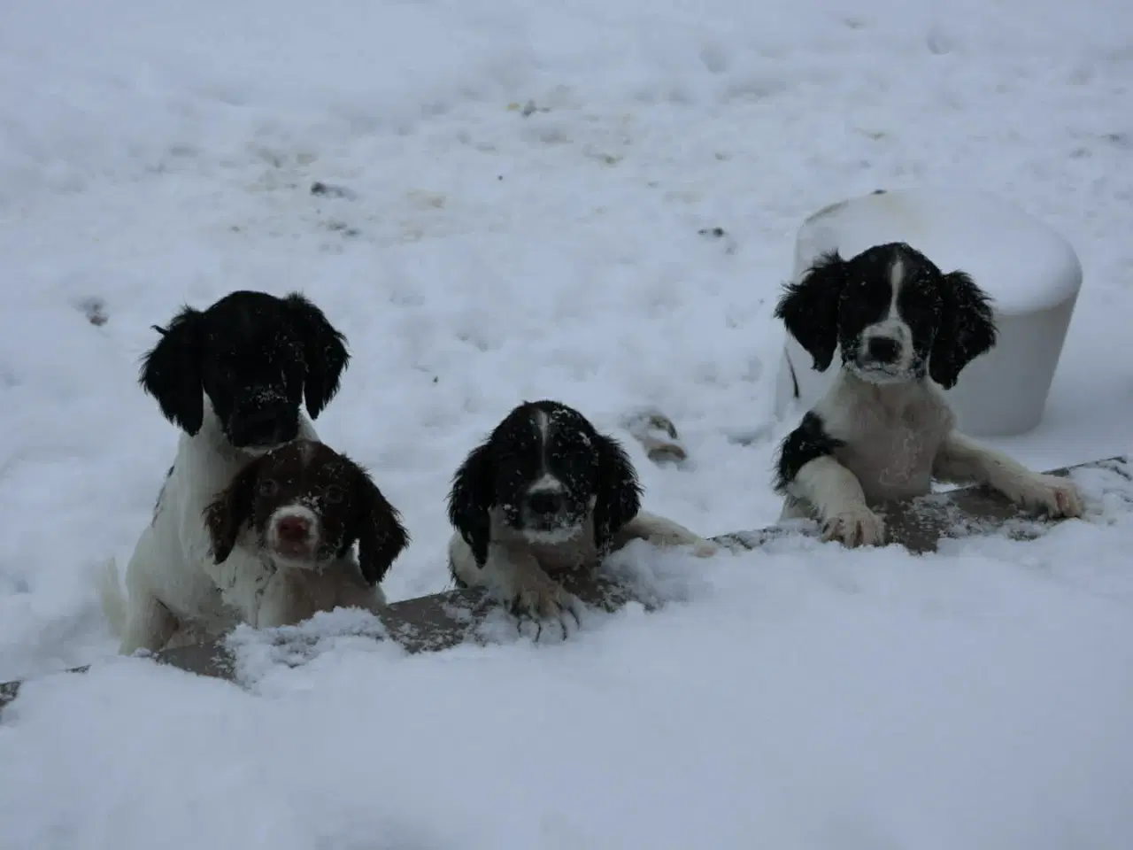 Billede 3 - Springer spaniel hvalp 