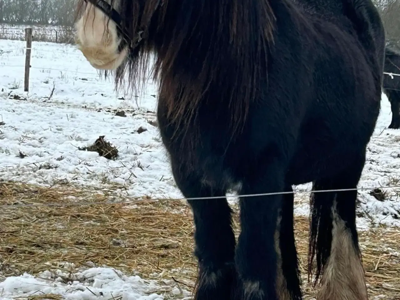 Billede 16 - Super skøn lille irish cob hoppe sælges 