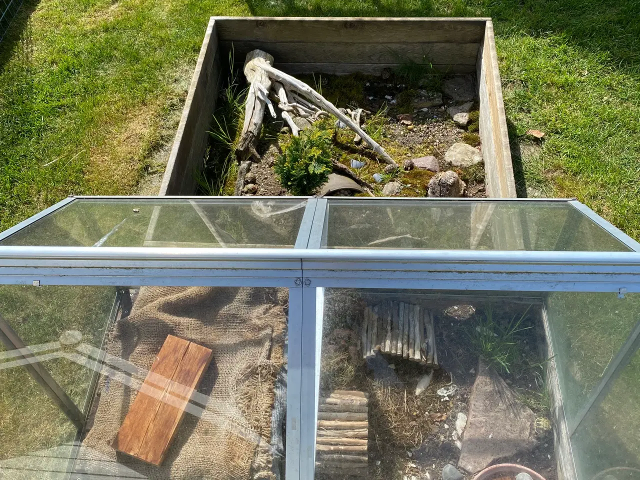Billede 4 - Skildpadde landskildpadde 