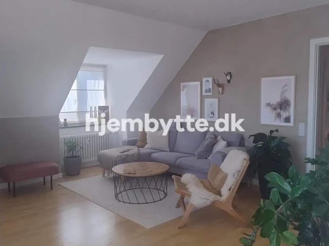 Billede 2 - Hjembytte - Finsensgade