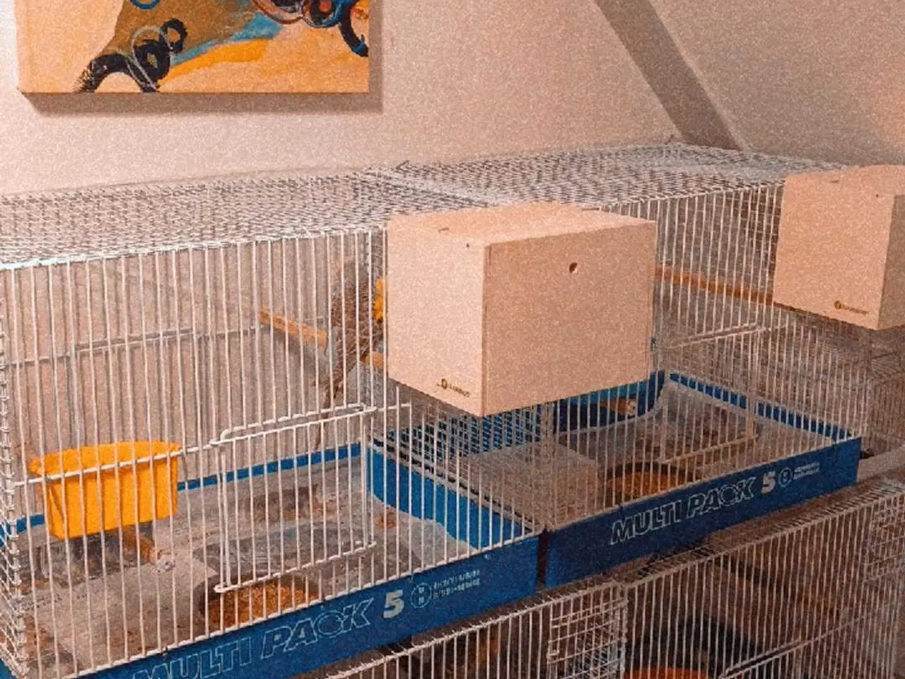 Billede 1 - Kasse Avls buer til små fugle