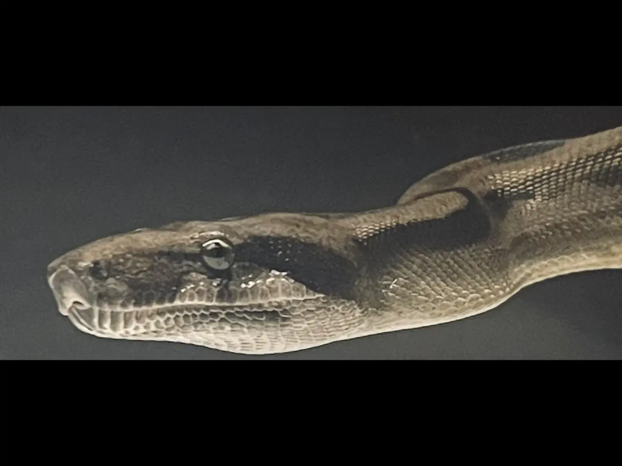 Billede 3 - Kongeboa dreng