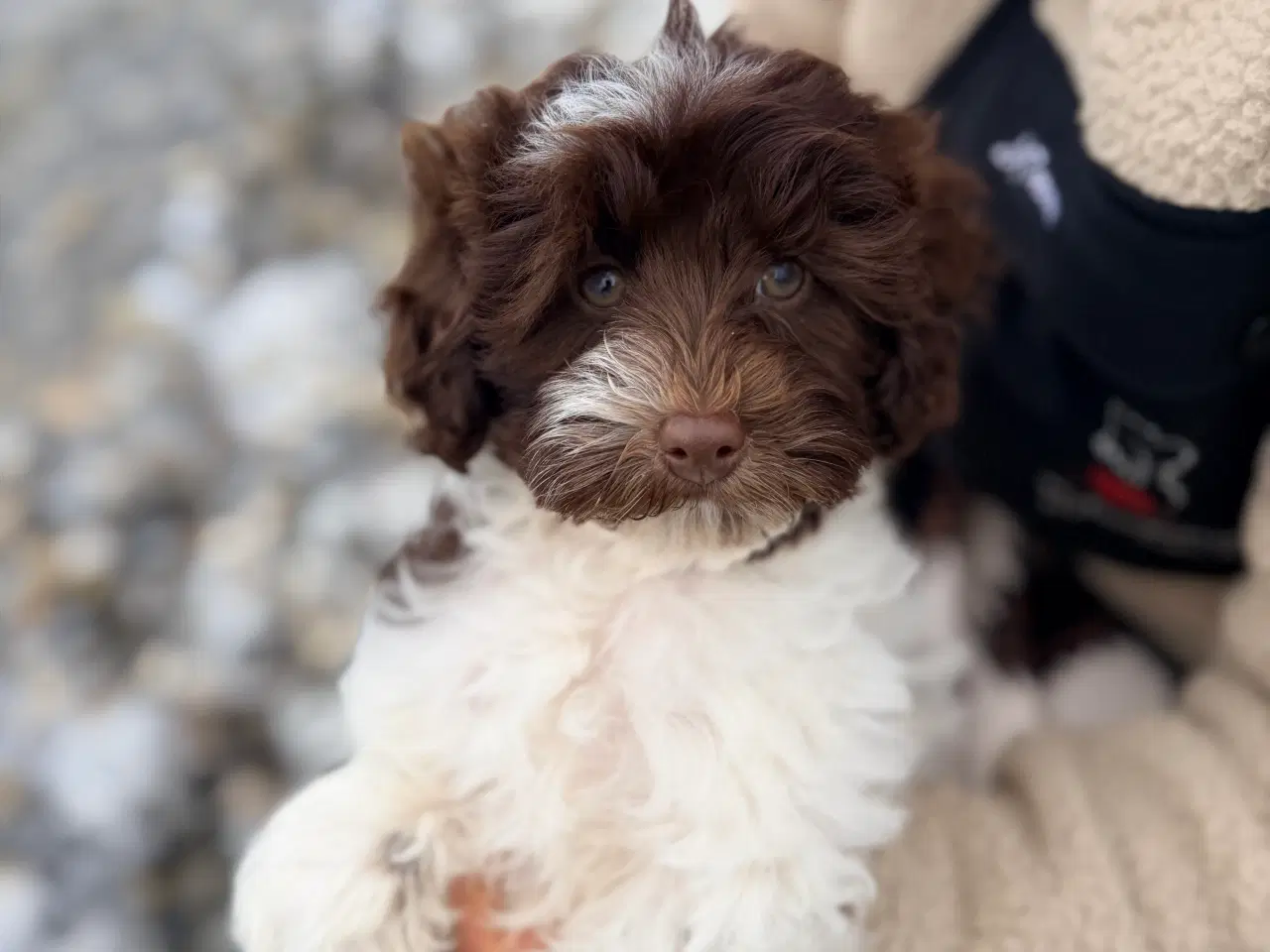 Billede 1 - Havapoo