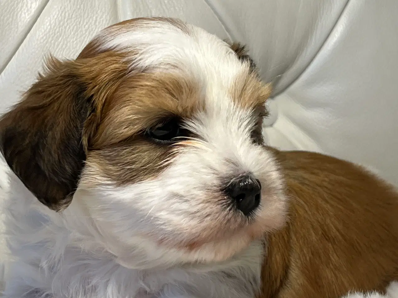 Billede 4 - 💙Skal Ditlev være din 💙