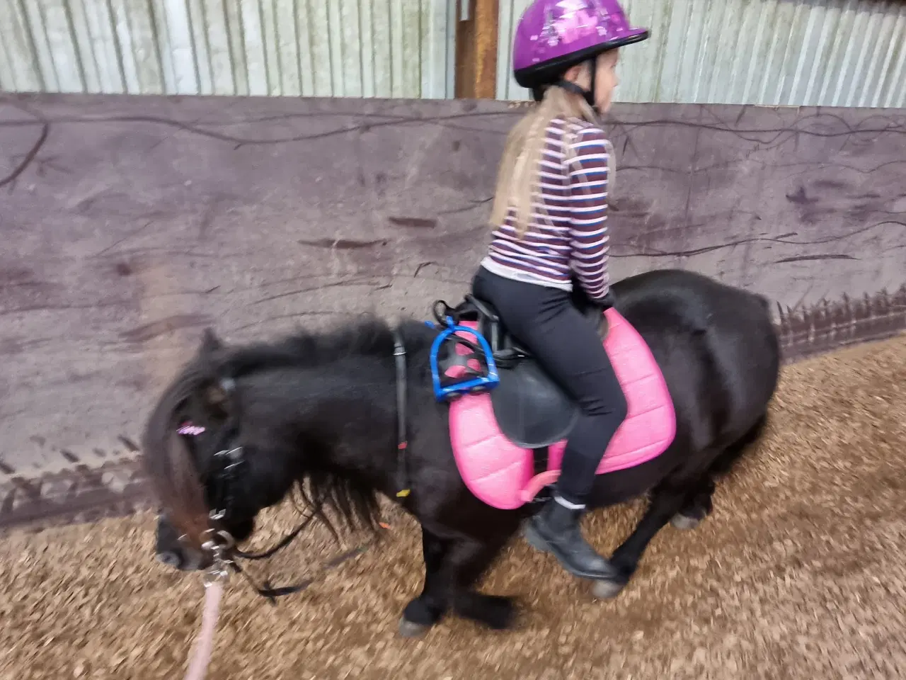 Billede 2 - Shetlandsponyer